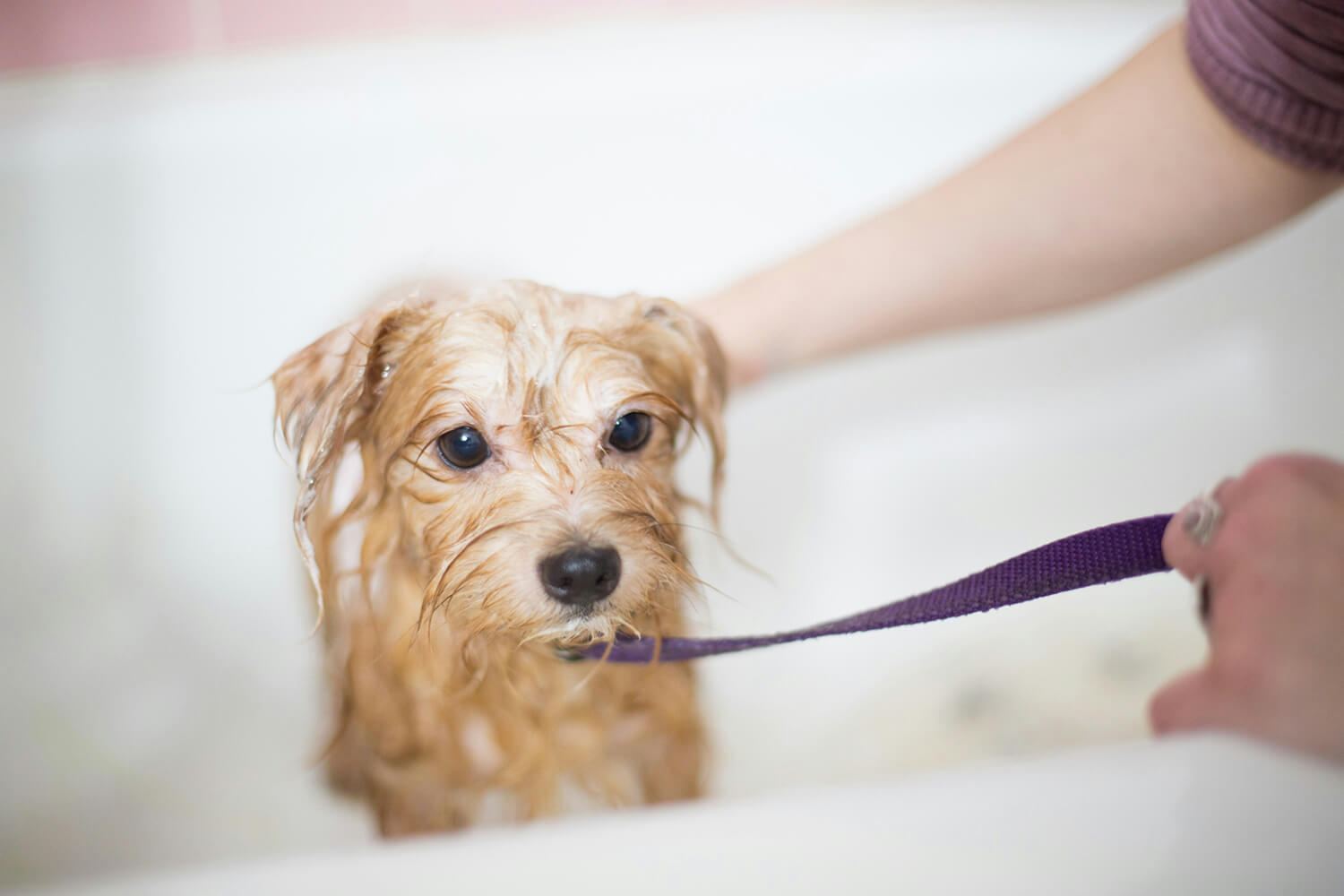 Pet wash room